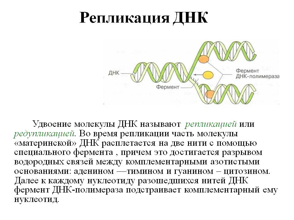 Тема урока: "Особенности строения ДНК и РНК"