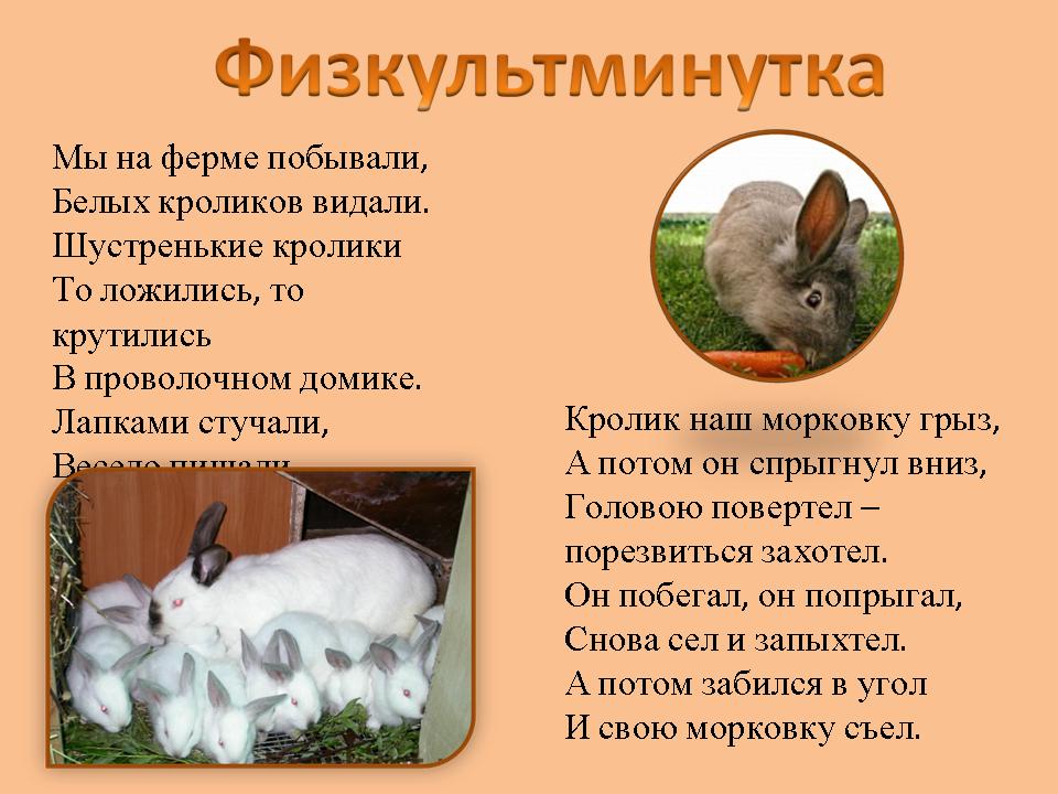 Почему кролик стучит. Сообщение о кролике. Доклад про кролика. Одомашнивание кроликов сообщение. Сообщение о ферме кроликов.