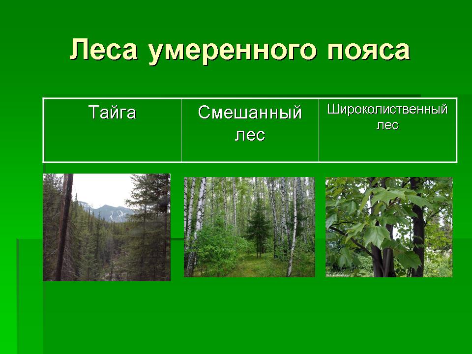 Особенности природной зоны смешанные и широколиственные леса. Леса умеренного пояса. Леса умеренных поясов. Растительность лесов умеренного пояса. Лесная зона.