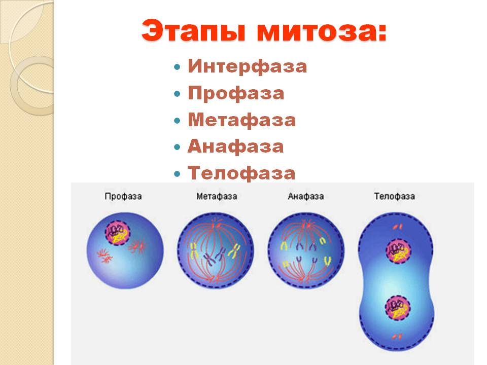 5 фаз деления клетки. Фаза деления клетки анафаза. Деление клетки профаза метафаза анафаза. Клетка в профазе митоза. Фазы митоза профаза метафаза анафаза.