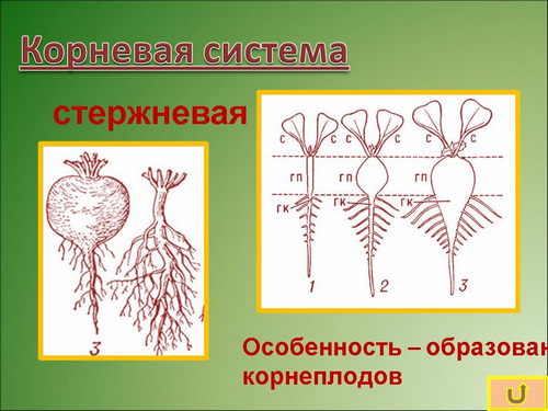 Крестоцветные корневые. Корневая система крестоцветных. Корень крестоцветных растений. Тип корневой системы крестоцветных. Конева система семейства Креста цветных.