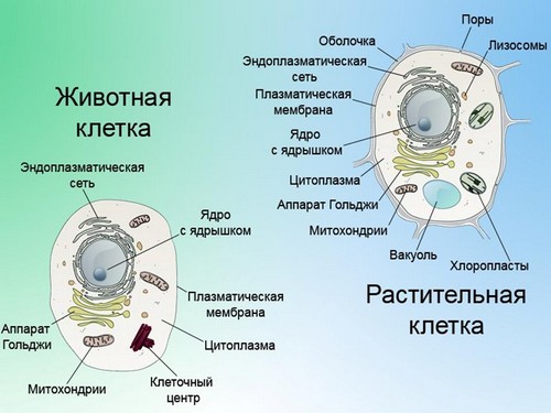 Реферат: Строение клетки и функции ее органоидов