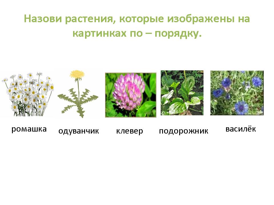 Биологические Особенности Луговых Растений Реферат