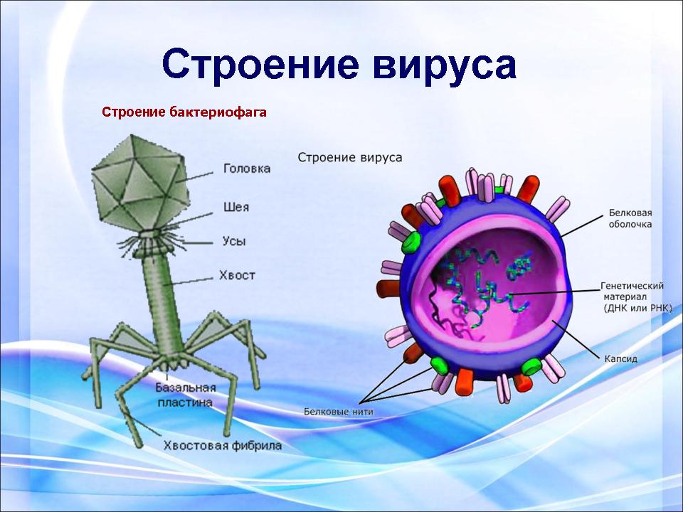 Каково строение вируса кратко. Схема строения вируса биология. Особенности клеточного строения вирусов. Строение вириона бактериофага. Строение вируса биология 9 класс.