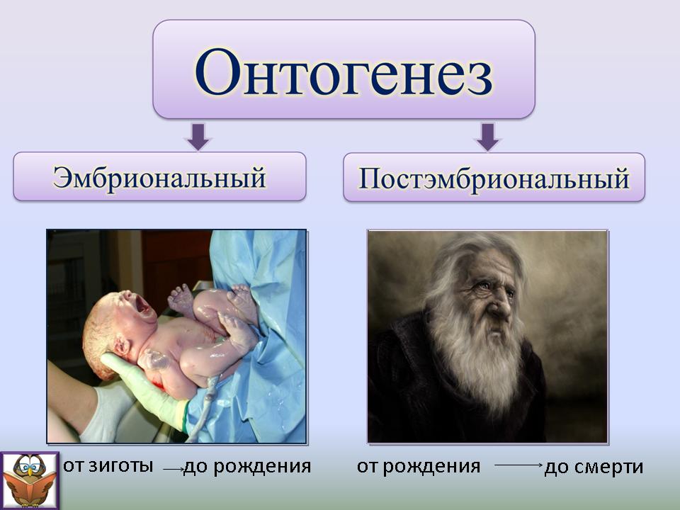 Развитие организма после рождения. Онтогенез. Эмбриональное и постэмбриональное развитие. Онтогенез человека. Эмбриональный и постэмбриональный период.