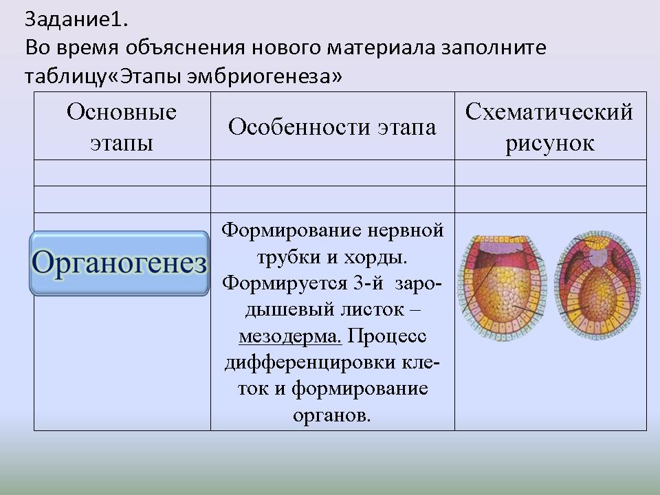 Три стадии характеризующие стадию органогенеза. Стадии эмбрионального развития органогенез. Этапы эмбриогенеза органогенез. Образование зародышевых листков гистогенез. Этапы эмбриогенеза таблица.