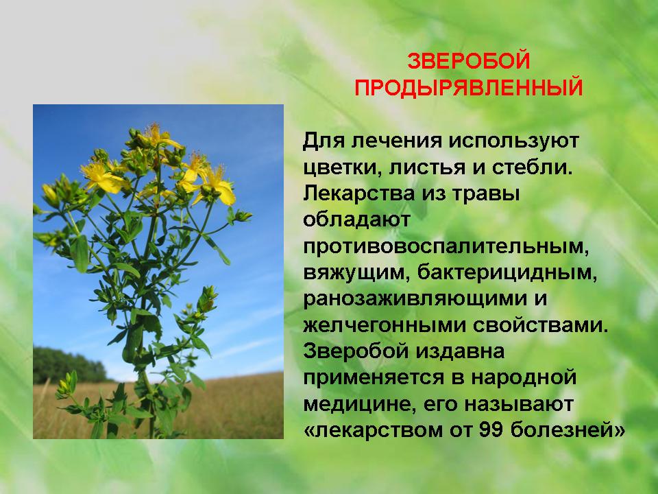 Какое растение с давних времен называют лекарство от 99 болезней