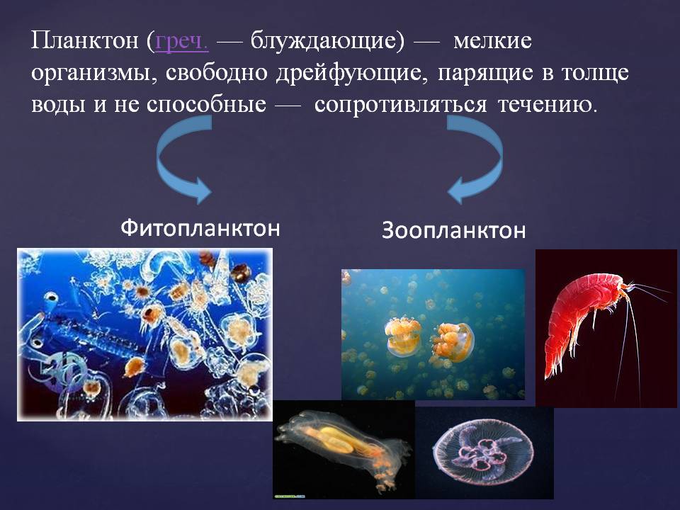 Фитопланктон образуют. Планктон, Нектон, фитопланктон. Планктон зоопланктон бентос. Планктон Нектон бентос Нейстон. Организмы обитающие в толще воды.