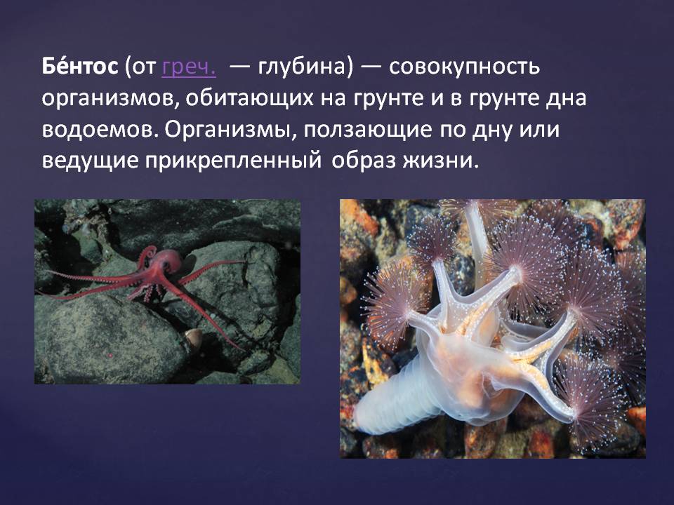 Где обитает большая часть организмов. Планктон Нектон бентос. Живые организмы мирового океана. Бентос организмы. Бентос обитатели дна.