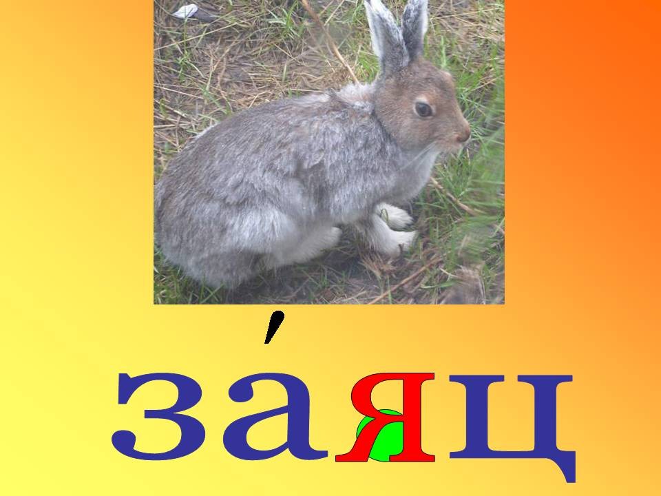 Слово заяц по слогам. Словарное слово заяц. Словарное слово заяц в картинках. Работа со словарным словом заяц. Картинка к слову заяц.