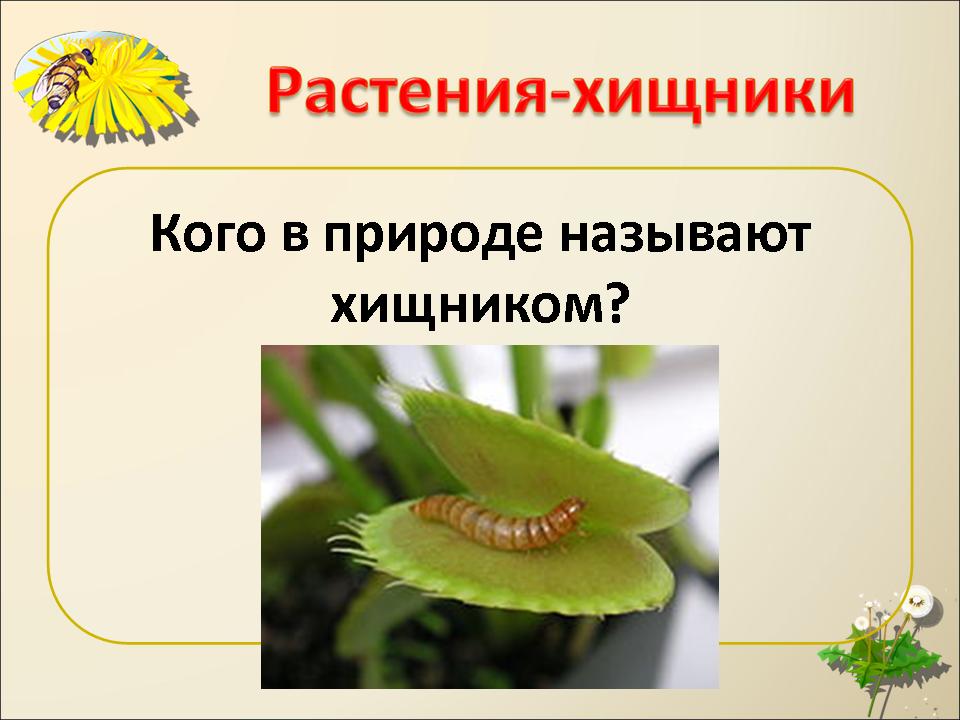 Питание растений хищников. Растения хищники и паразиты. Строение растений хищников. Хищные растения доклад. Примеры растений хищников паразитов.