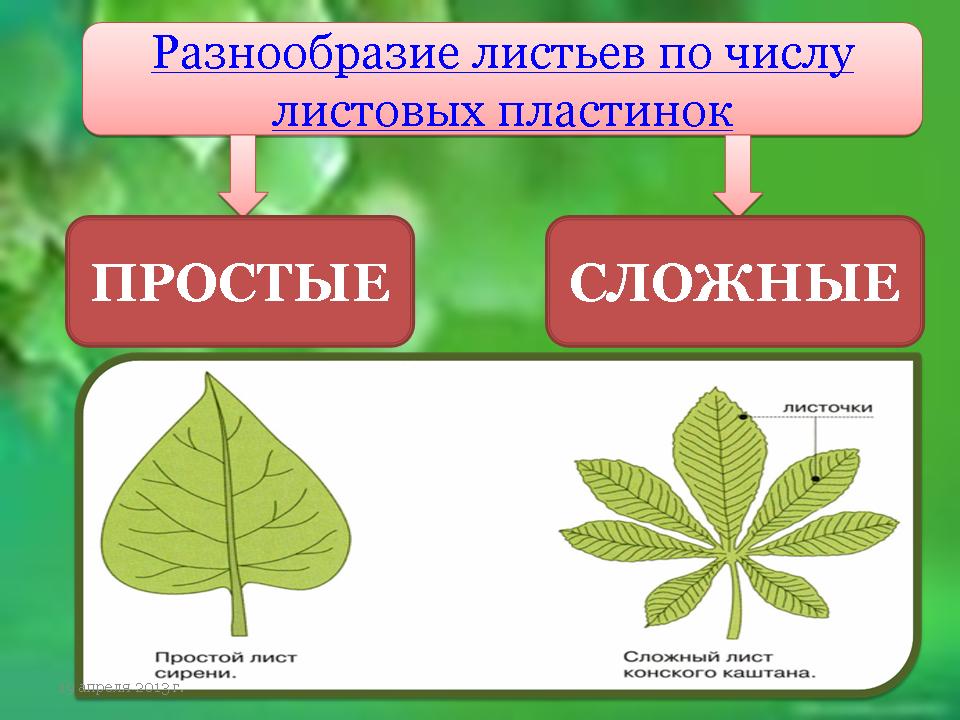 Чем отличается лист от других растений