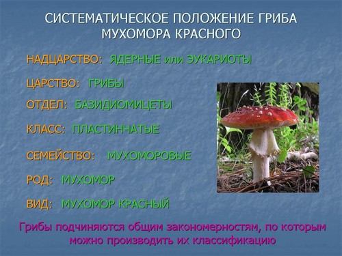 Почему грибы считают