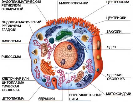 http://galka.ru/i/anatomy/06_struk_kletki.jpg