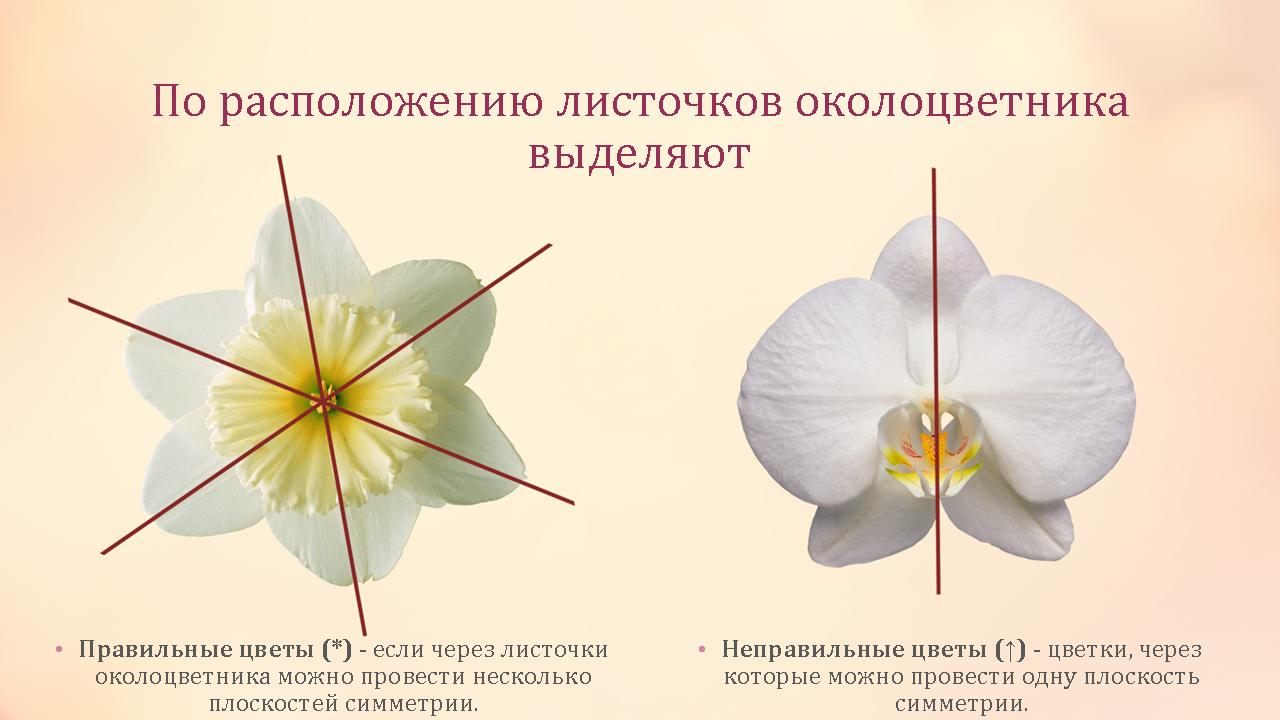 Примеры простых цветков. Цветки правильные и неправильные 6 класс биология. Листочки околоцветника яблони. Околоцветник правильный и неправильный. Правильные и неправильные цветки.