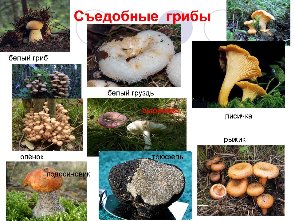 Активный образ жизни относится к грибам. Съедобные грибы. Название съедобных грибов. Съедобные грибы картинки. Грибы которые съедобные для человека.