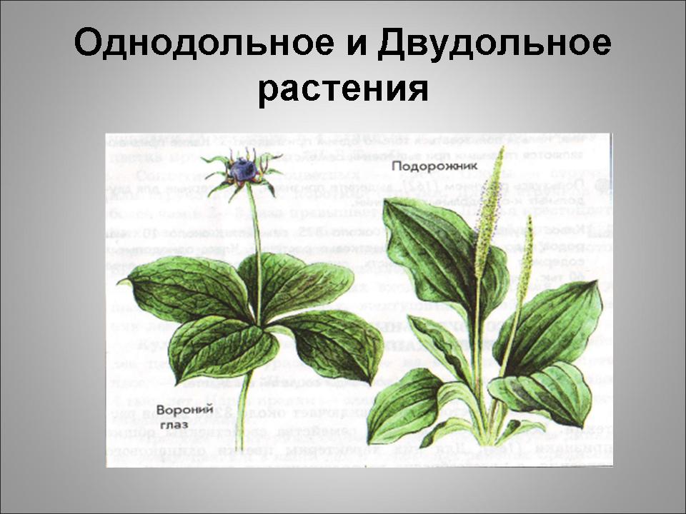 Статья: Сравнение однодольных и двудольных растений