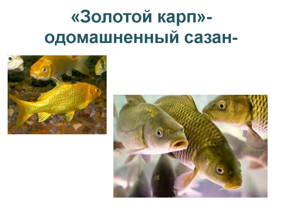 Доклад: Рыбы наших вод