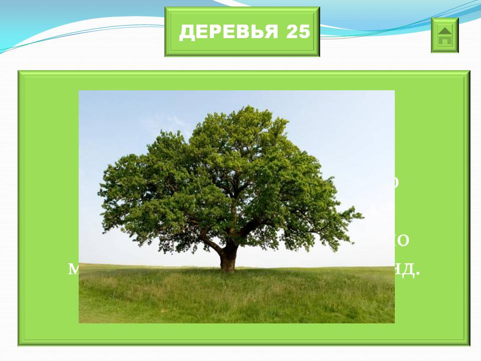 Удивительная природа 3 класс. Дерево кто или что. Дерево 25 лет. Ира и дерево.