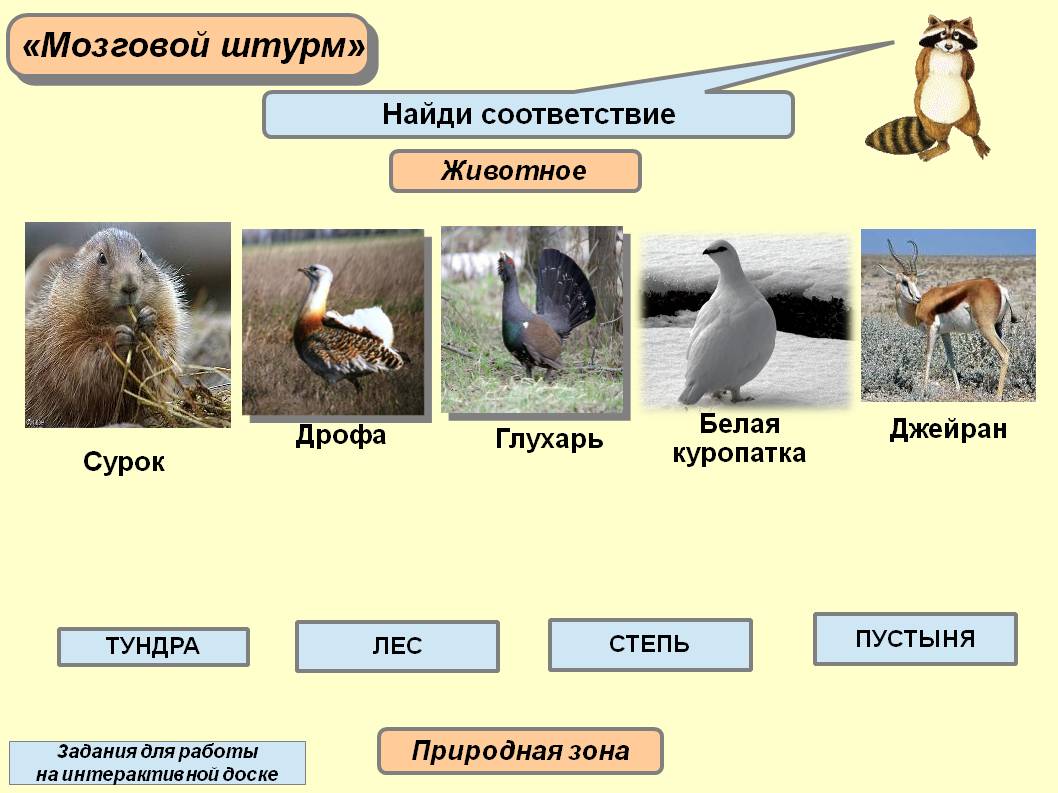 Живые организмы в степи. Растения и животные степи. Животные зон. Природные зоны России задания. Животный мир природных зон.