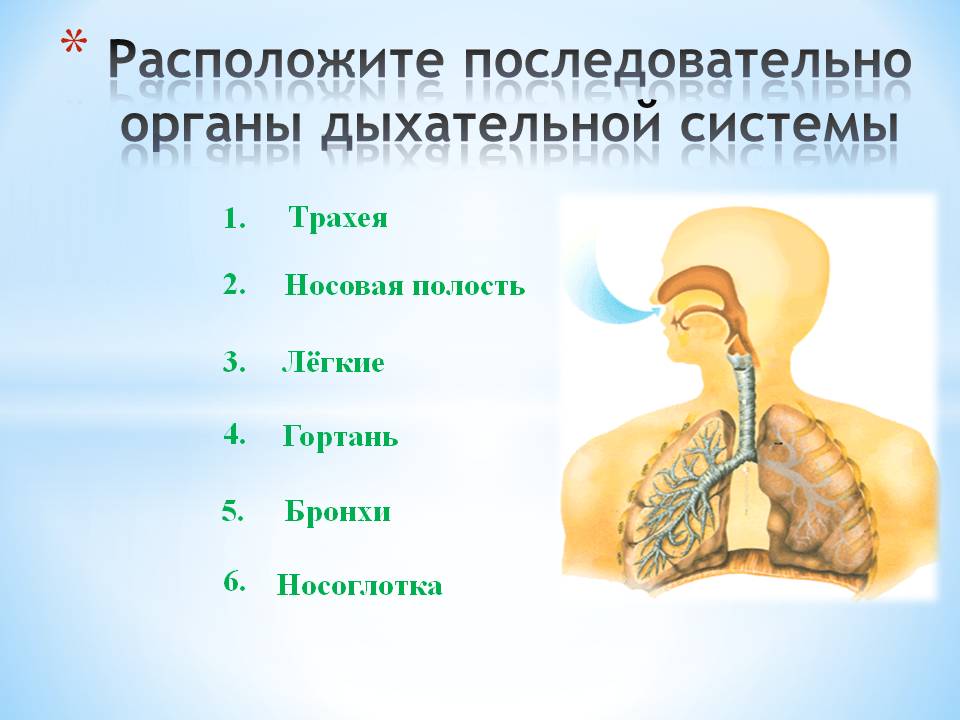 Легкие 8 класс кратко. Органы дыхания 8 класс биология. Дыхательная система биология 8 класс. Дыхательная система органов дыхания 8 класс. Система органов дыхания человека 8 класс.