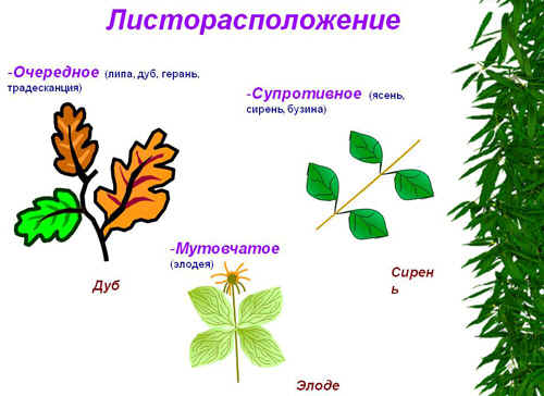 Контрольная работа: Типы растений по высоте и характеру расположения листьев