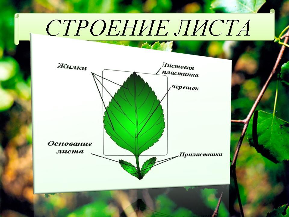 Биология 6 класс функция листьев. Лист ботаника строение. Лист строение и функции листа. Лист строение строение функции. Строение листьев.