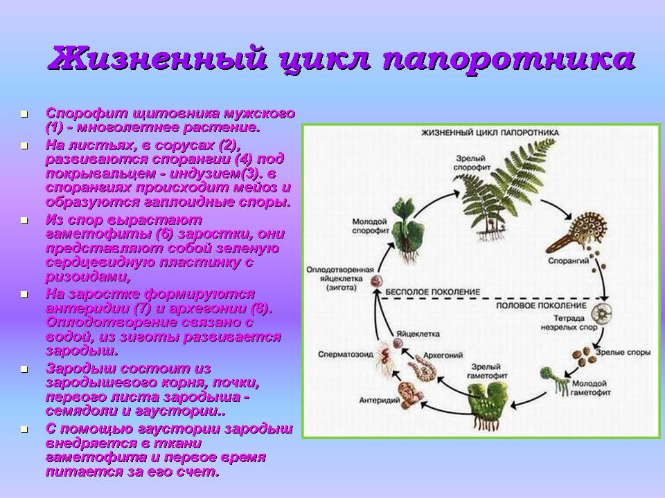 Общая характеристика высших споровых растений