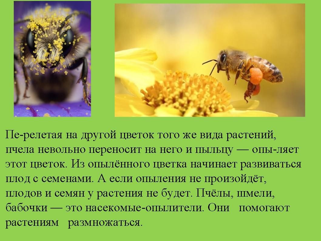Пыльца это 3. Переносчики пыльцы. Опыление пчелами. Пчела опыляет цветущие растения. Пчелы опылители растений.