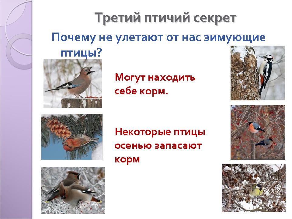 Какие птицы улетают на зиму, а какие остаются зимовать на родине?