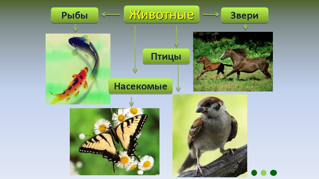 Вид животных 3 класс окружающий. Животные птицы насекомые. Птицы звери насекомые. Животные, птицы и рыбы. Обитатели живой природы.