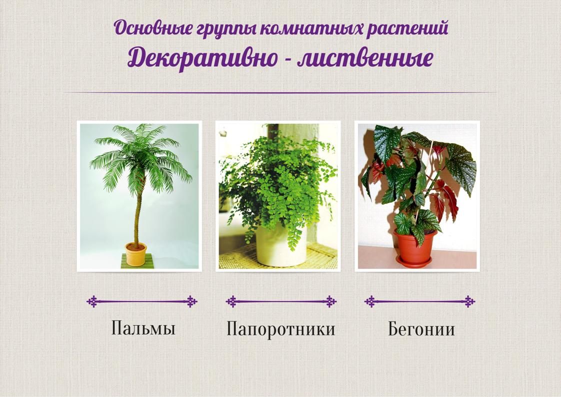 Конспекты уроков комнатными растениями. Проект комнатные цветы. Комнатные растения и их роль. Многообразие комнатных растений. Комнатные растения названия.