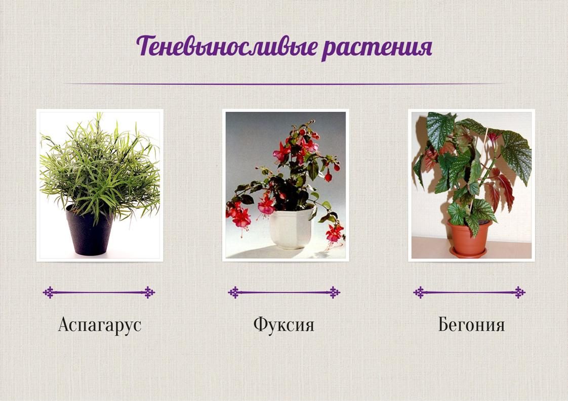 Конспекты уроков комнатными растениями. Классификация комнатных растений. Комнатные растения цветы. Разнообразие комнатных цветов. Комнатные растения в классе.