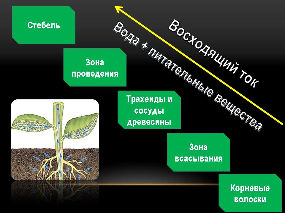 Минеральное питание растений тест по биологии 6