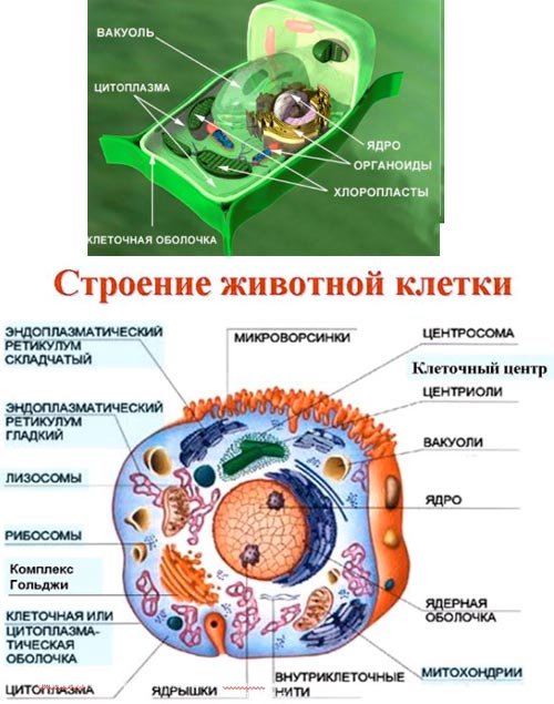 Живые организмы имеют клеточное строение. Клеточное строение организмов. Структурные единицы клетки. Строение клетки животных. Животная клетка.