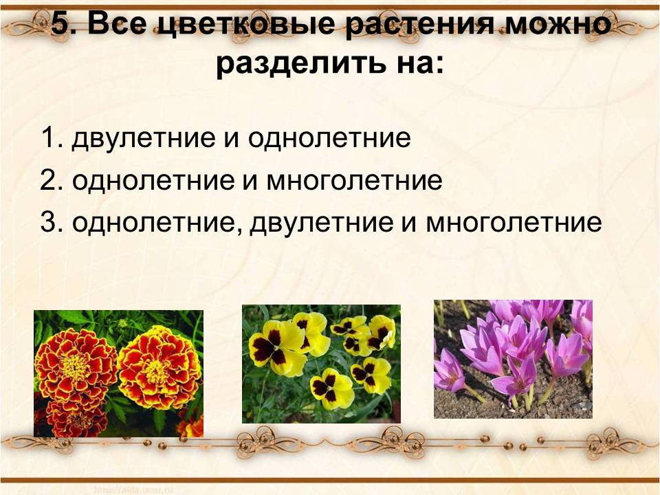 Характерные цветы для покрытосеменных. Разнообразие цветковых растений. Разнообразие цветов. Однолетние цветковые растения.