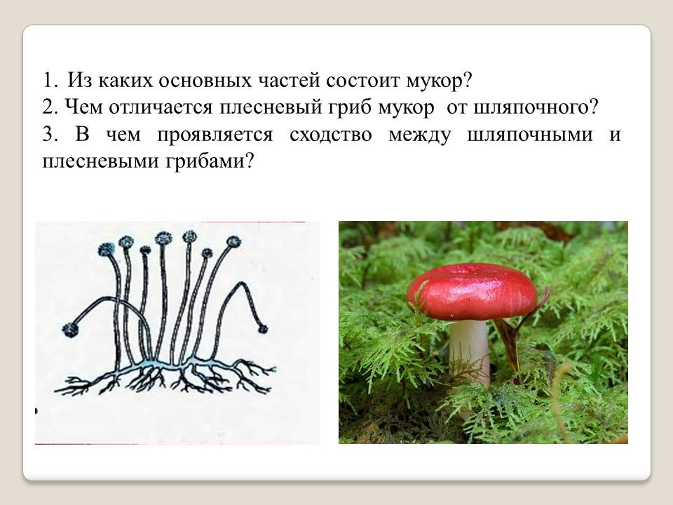 Чем отличается плесневый гриб. Сходство шляпочных и плесневых грибов. Плесневые грибы. Сходство шляпочных грибов и гриб мукора. Гриб мукор.