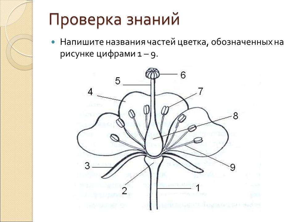 Строение цветка рисунок. Название частей цветка. Части цветка схема. Схема цветка биология.