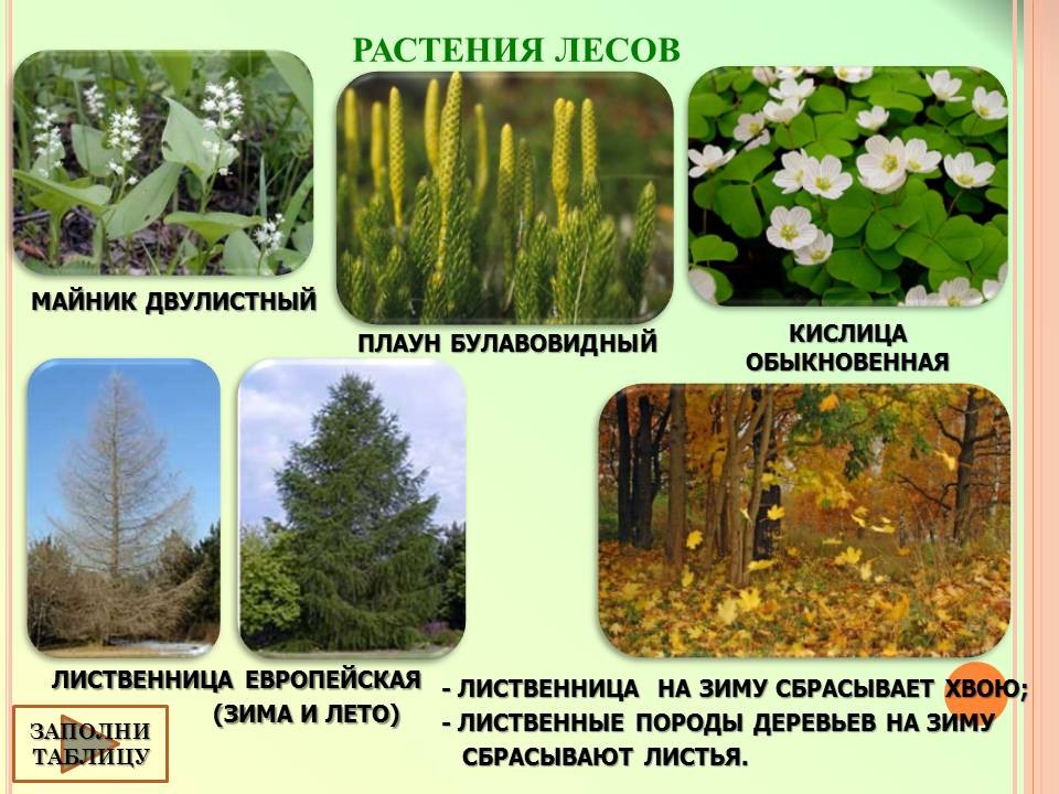 Биология 7 класс типы растительных сообществ таблица