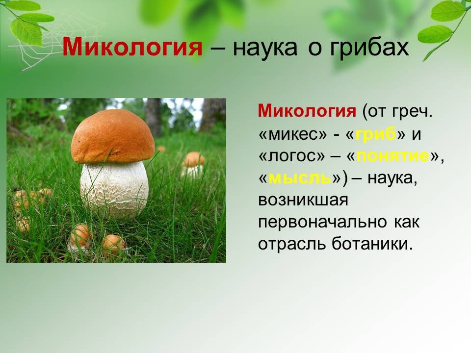 наука о грибах