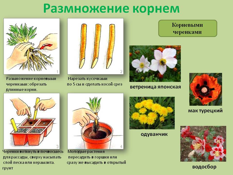 Пример процесса иллюстрирующего размножение у растений