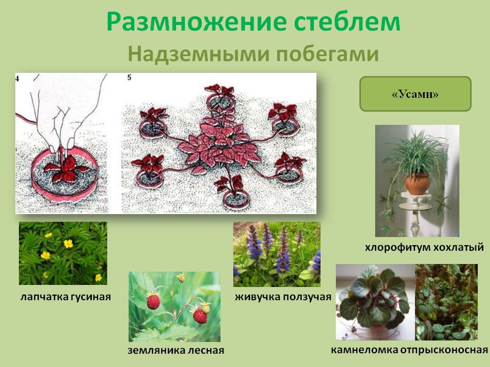 Вегетативное размножение растений 6 класс лабораторная работа