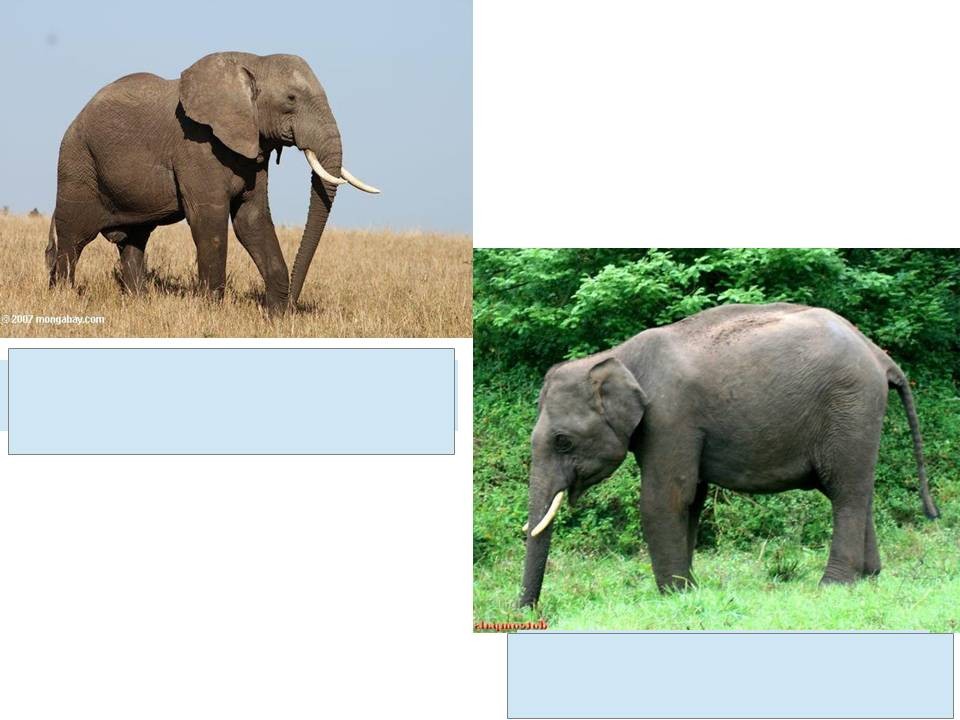 В какой природной зоне африки обитает слон. Где живут слоны 1 класс рабочий лист. Где живут слоны 1 класс окружающий мир. Где живут слоны задания для 1 класса. Окр мир где живут слоны 1 класс.
