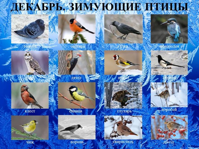Зимующие Птицы Фото И Описание