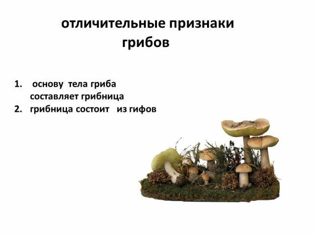 Определите признаки грибов