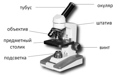Фото Микроскопа 5 Класс Биология