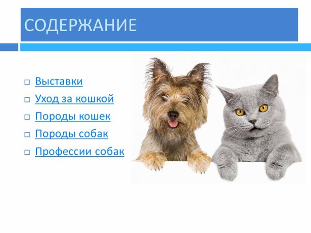 Реферат по теме Чем кошка отличается от собаки?