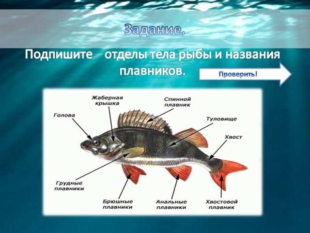 Лабораторная Работа По Биологии Строение Рыб