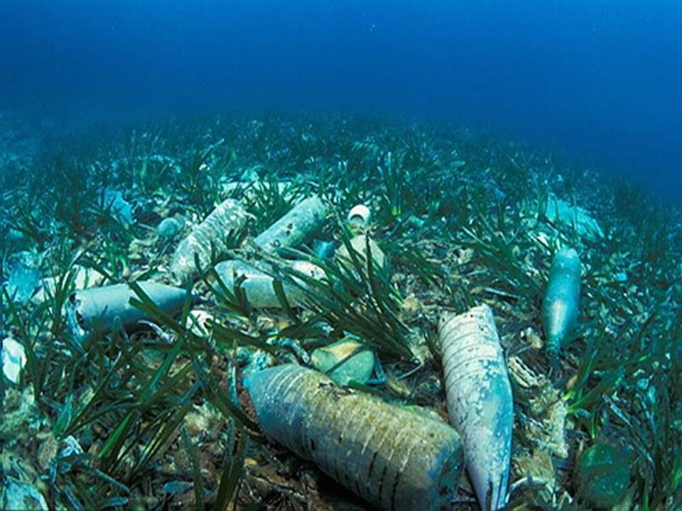 Реферат: Экология Мирового океана