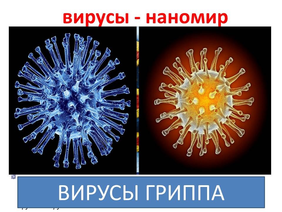 Биология царство вирусы